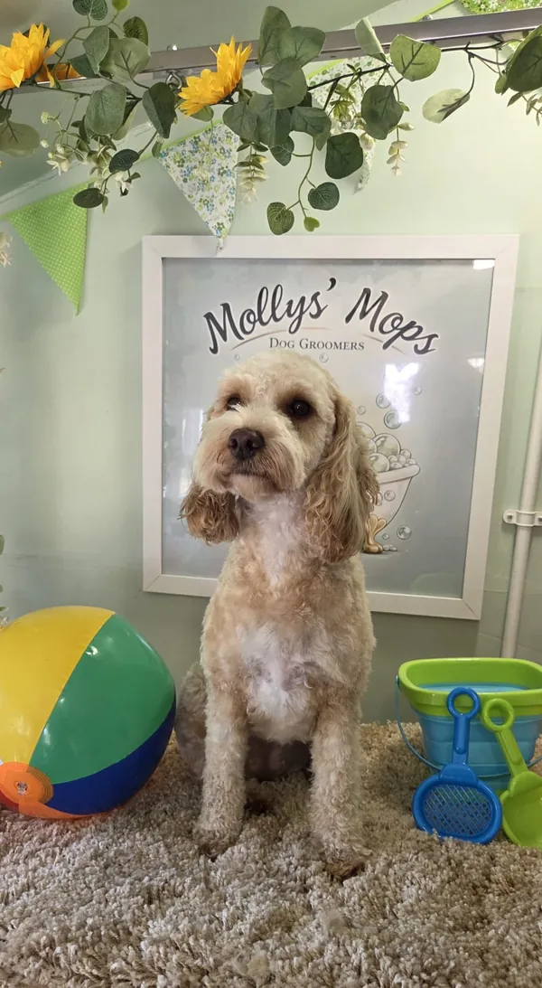 Molly Mop, Lorena's cream cockapoo, sitting by a beach ball and bucket under sunflowers