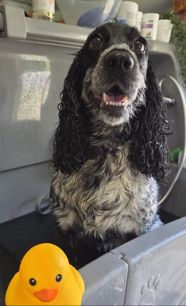 A happy wet cocker spaniel in the grooming bath with a yellow rubber duck