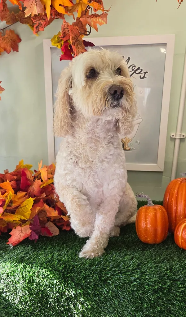 A fluffy cream curly-coated dog sitting in the autumn photo corner