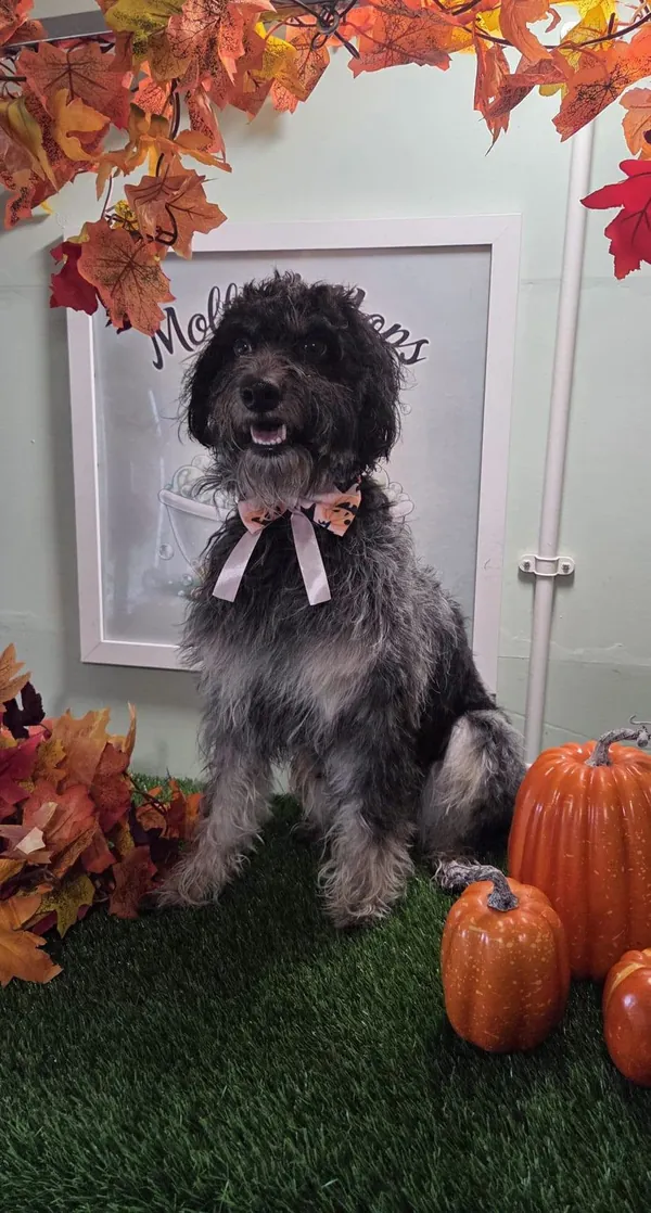 A black and grey curly-coated dog in a Halloween bow tie
