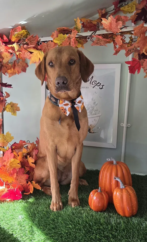 A fox red Labrador in a pumpkin bow tie beside pumpkins