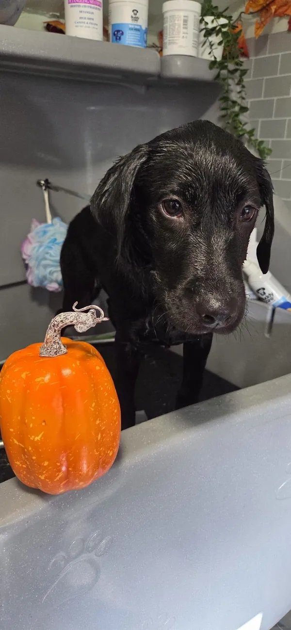 A wet black Labrador puppy standing in the grooming bath beside a pumpkin