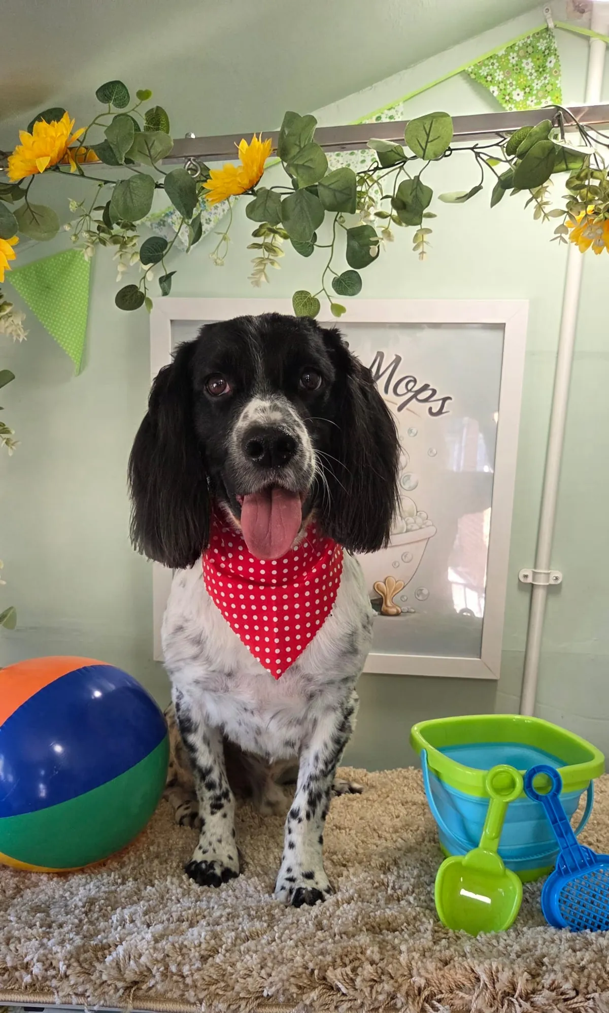 A happy black and white spaniel in a red spotty bandana, sitting beside a beach ball and bucket in front of the Mollys' Mops sign