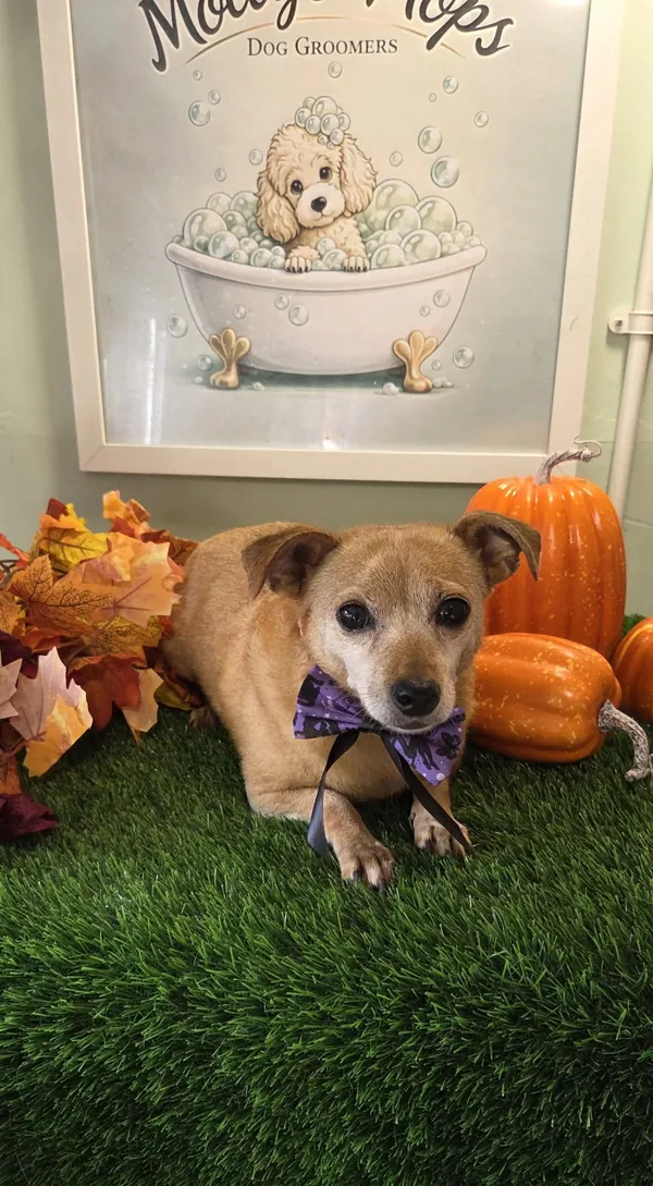 A small tan dog in a purple bow tie under the Mollys' Mops poster